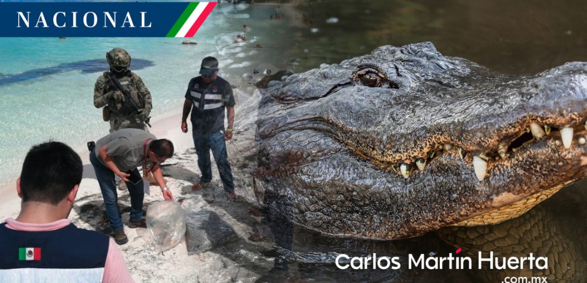Hallan cabeza de cocodrilo en playa de Cancún