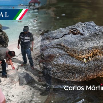 Hallan cabeza de cocodrilo en playa de Cancún