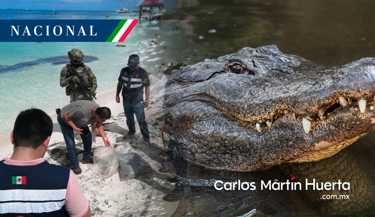 Hallan cabeza de cocodrilo en playa de Cancún - Carlos Martin Huerta