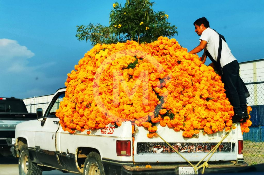 Flor Cempasuchil Atlixco 11