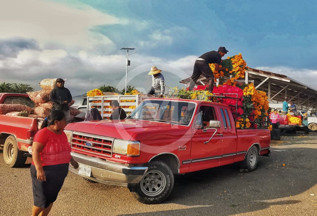 Flor Cempasuchil Atlixco 3