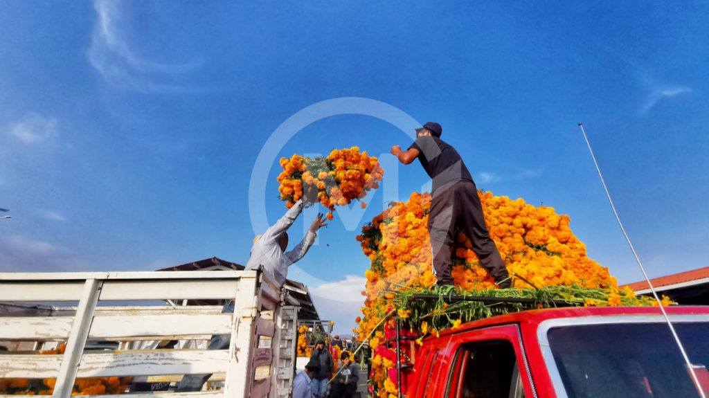 Flor Cempasuchil Atlixco 6