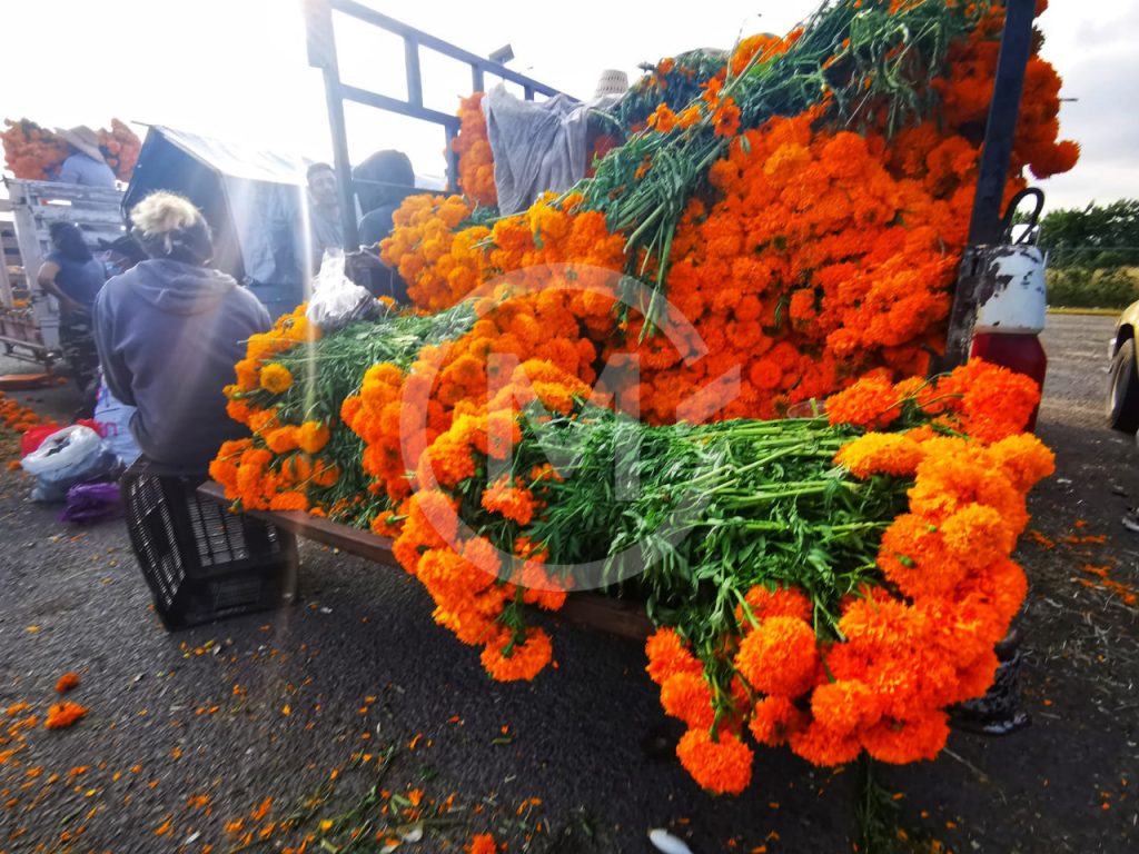 Flor Cempasuchil Atlixco 7