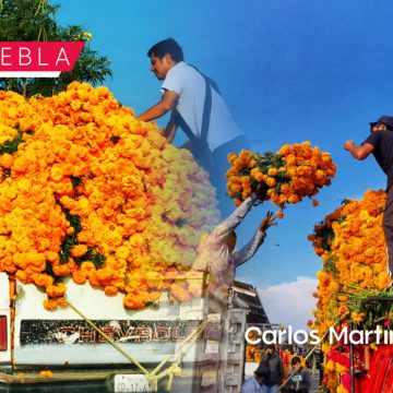 Día y noche se corta y vende flor de muerto que va de Atlixco a 17 estados y EU