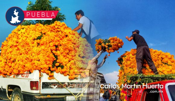 Día y noche se corta y vende flor de muerto que va de Atlixco a 17 estados y EU