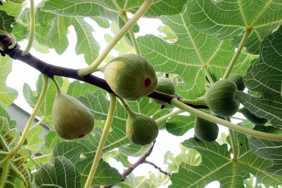 IMG_6969_1 Impulsa SDR a productores de higo para comercialización