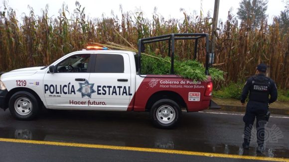 Marihuana Chignautla Asegura Policía Estatal plantas de marihuana en Chignautla