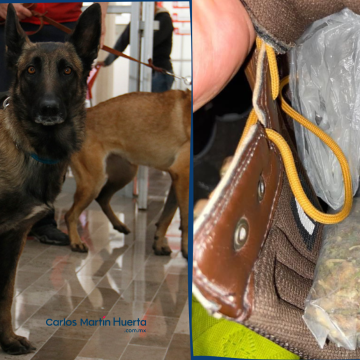 Binomio canino detecta ingreso de “droga” en el Centro Penitenciario Puebla