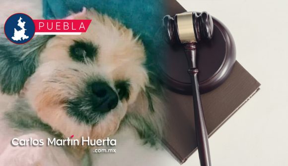 Declaran culpable a mujer por envenenar a perrita; podría pasar 10 años en la cárcel