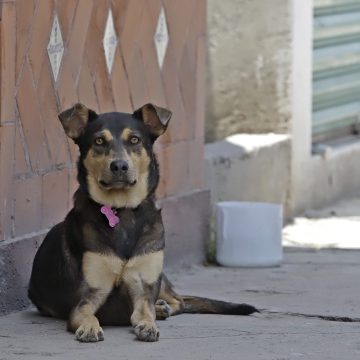 PAN busca establecer que se responda por lesiones o muerte provocada por perros