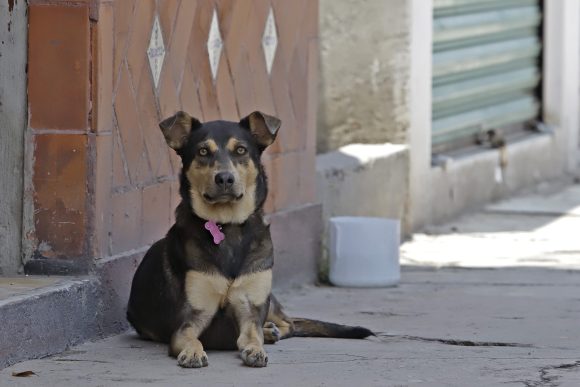 PAN busca establecer que se responda por lesiones o muerte provocada por perros