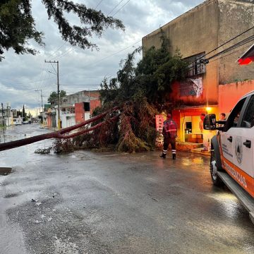 Ayuntamiento de Puebla atiende reportes por caída de árboles
