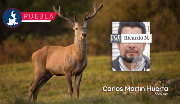 vinculado muerte venados Vinculan a proceso a un hombre por la muerte de más de 30 venados
