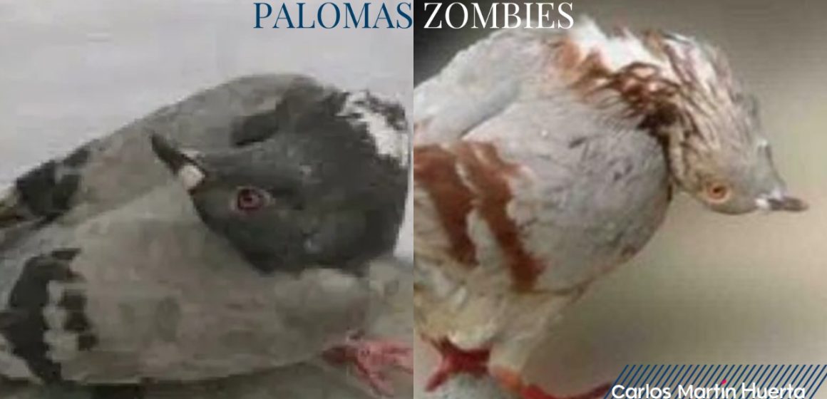 Palomas “zombies”; caminan en círculos, giran su cuello y no pueden volar