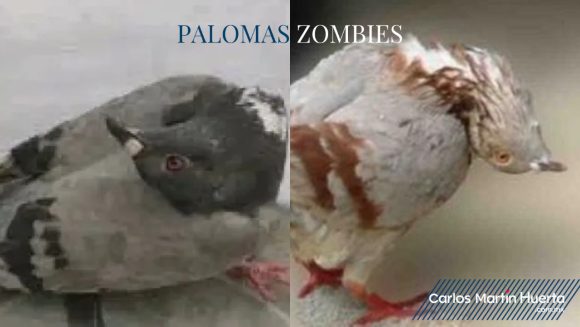 Palomas “zombies”; caminan en círculos, giran su cuello y no pueden volar