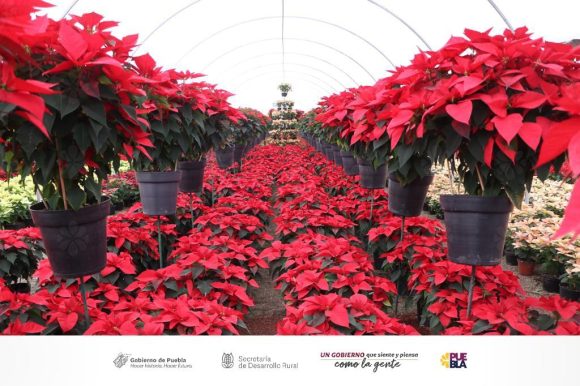 Incentiva SDR consumo de flor de nochebuena por temporada navideña