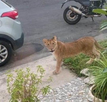 Captan a león paseando en calles de Veracruz