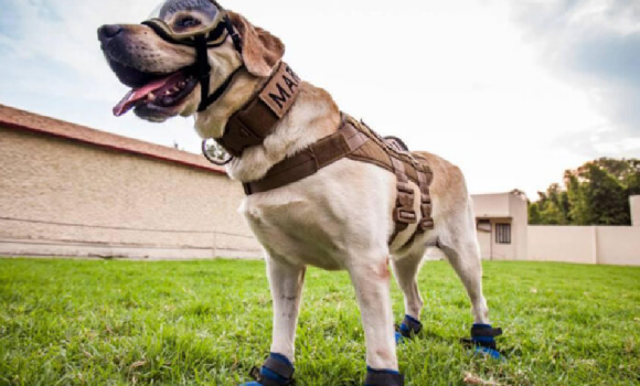 Murió Frida, perrita rescatista y heroína de los sismos