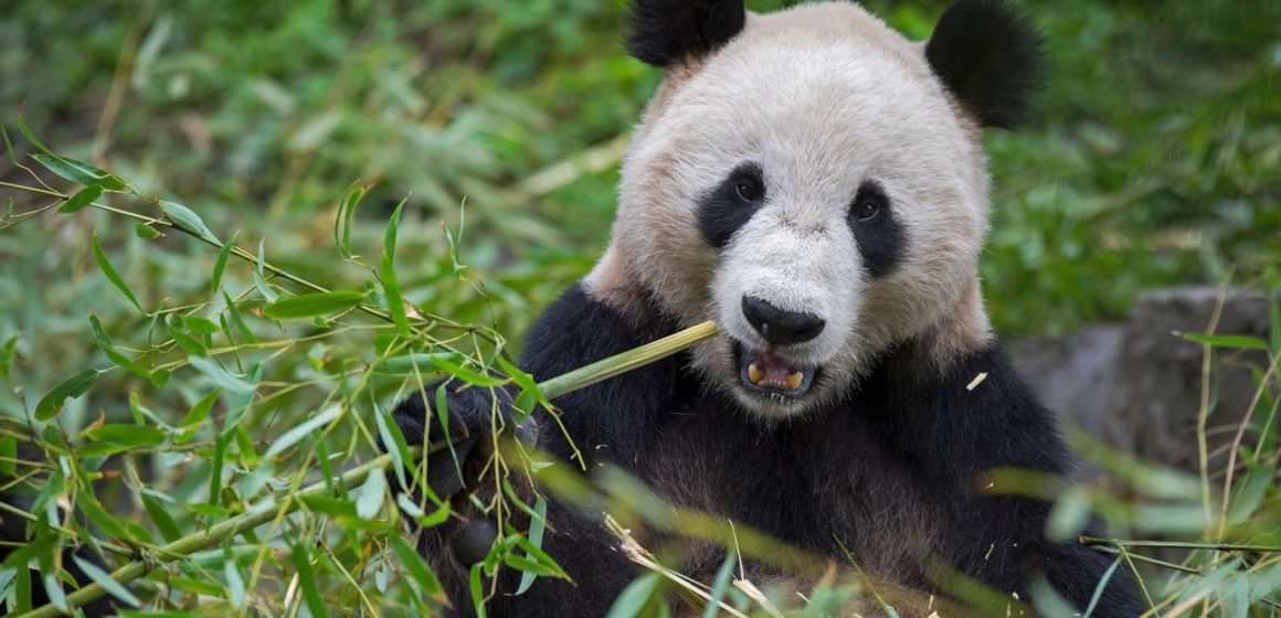 México podría quedarse sin pandas