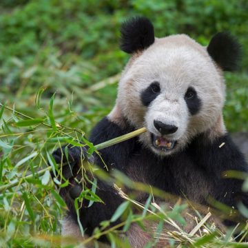 México podría quedarse sin pandas