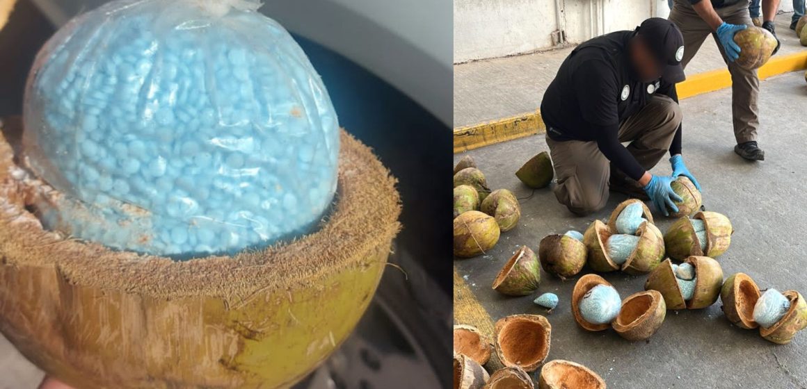 Decomisa FGR 300 kilos de fentanilo escondido en cocos