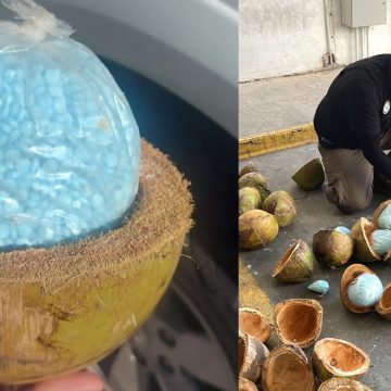 Decomisa FGR 300 kilos de fentanilo escondido en cocos