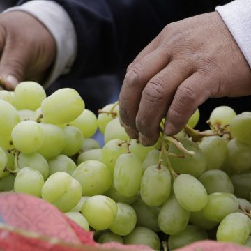 Kilo de uva alcanza más de 100 pesos en Izúcar