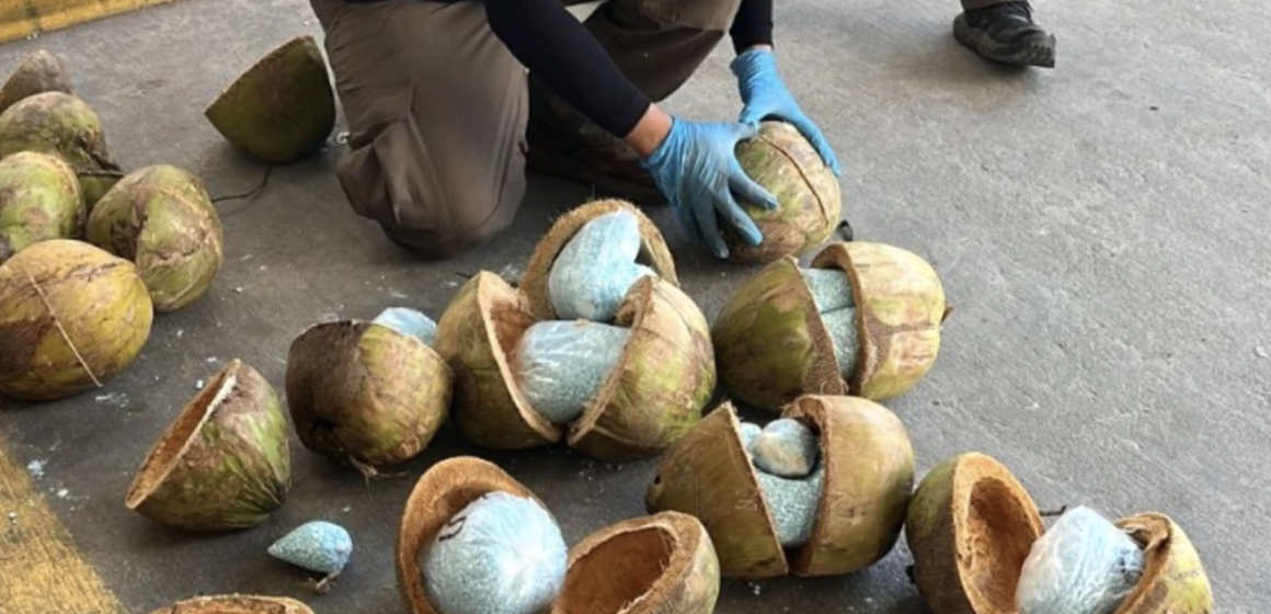 Encuentran en Sonora 300 kilos de fentanilo dentro de cocos