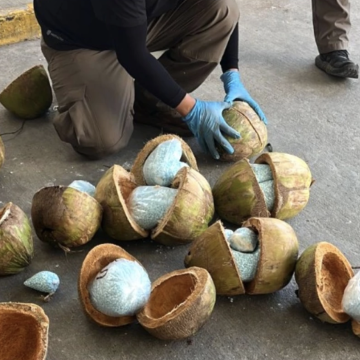 Encuentran en Sonora 300 kilos de fentanilo dentro de cocos