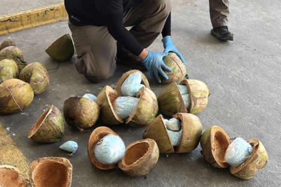fentanilo en cocos Encuentran en Sonora 300 kilos de fentanilo dentro de cocos