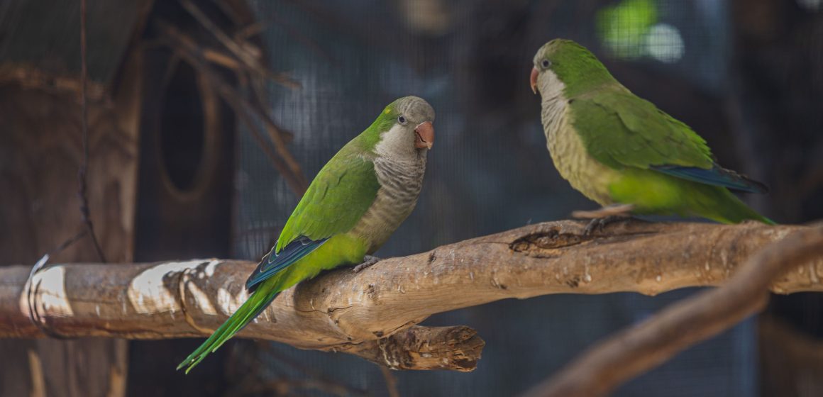 Denuncian que en Flor del Bosque continúa la tala ilegal de árboles