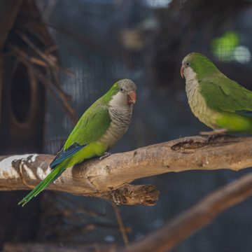 Denuncian que en Flor del Bosque continúa la tala ilegal de árboles