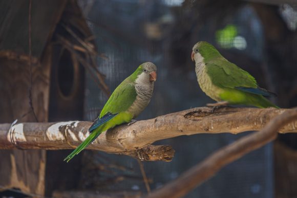 Denuncian que en Flor del Bosque continúa la tala ilegal de árboles