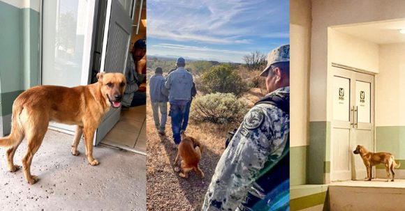 Palomo, perrito que ayudó a localizar a su dueño de 84 años