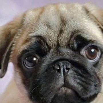 Busca Países Bajos prohibir la adopción de perros pug