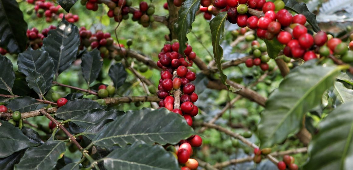 Crece 72% producción de café en Puebla para 2023: SDR