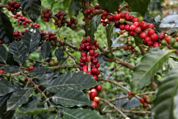 208743-dsqz Crece 72% producción de café en Puebla para 2023: SDR