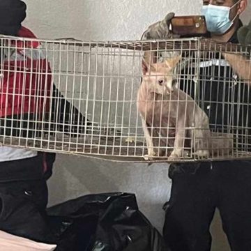 Rescatan en Ixtapaluca, Edomex a 27 animales en situación de abandono