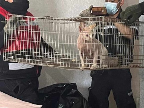 Rescatan en Ixtapaluca, Edomex a 27 animales en situación de abandono