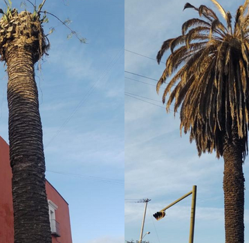 Acatará Eduardo Rivera denuncias por ecocidio de 18 palmeras en el Barrio del Alto