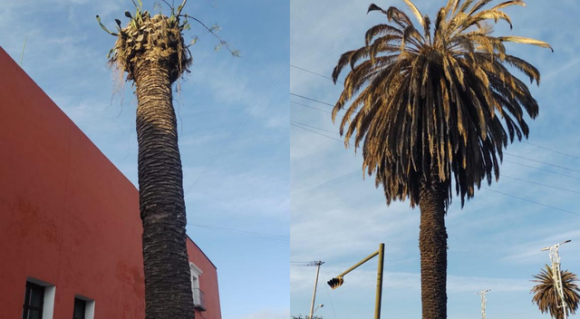 Acatará Eduardo Rivera denuncias por ecocidio de 18 palmeras en el Barrio del Alto