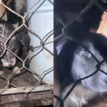 Hallan fosa clandestina de perros en Zumpango; rescatan a 38