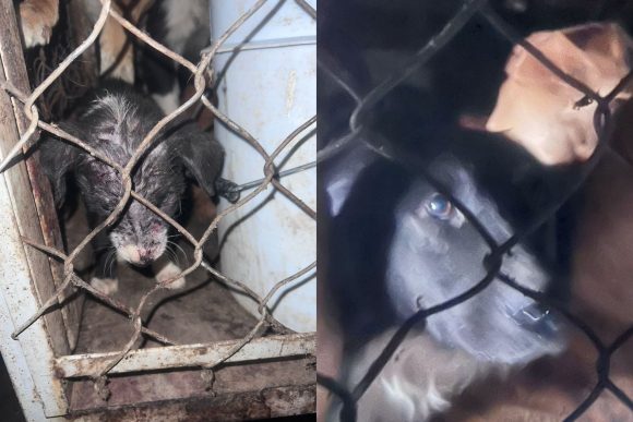 Hallan fosa clandestina de perros en Zumpango; rescatan a 38