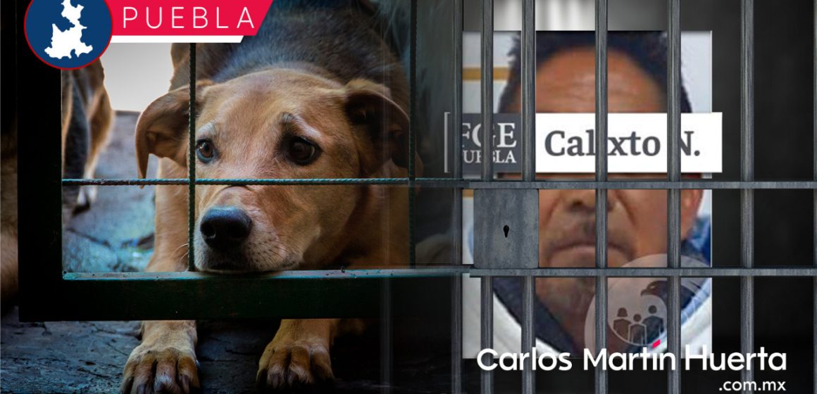 En prisión preventiva por disparar a una perrita en Huaquechula