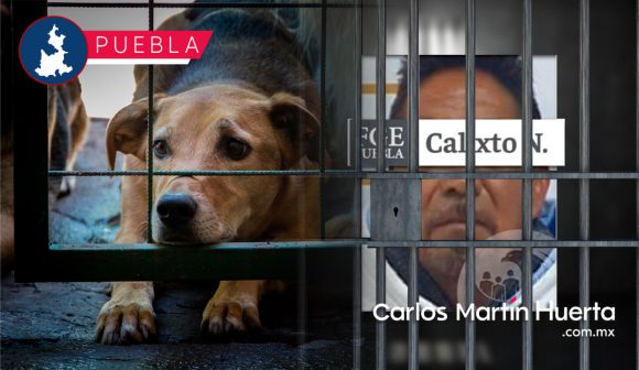 En prisión preventiva por disparar a una perrita en Huaquechula