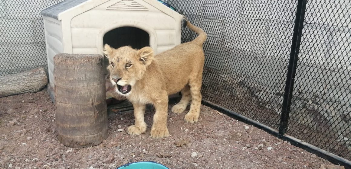 Rescatan a león en un domicilio de Balcones del Sur