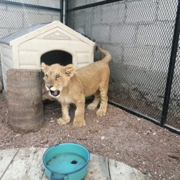 Rescatan a león en un domicilio de Balcones del Sur