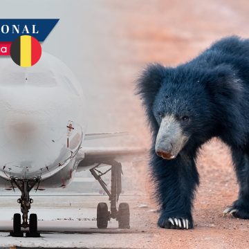 Mueren de frío tres osos en avión inmovilizado en Bélgica