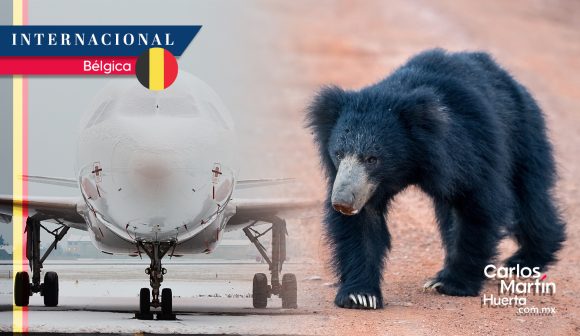 Mueren de frío tres osos en avión inmovilizado en Bélgica