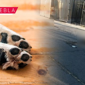 Envenenan a perritos en fraccionamiento Paseos de Castillotla